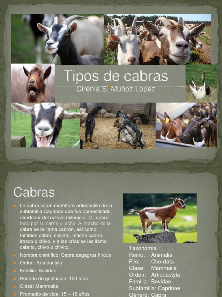 Tipos y Razas de Cabras Domésticas | PDF | Cabra | Naturaleza