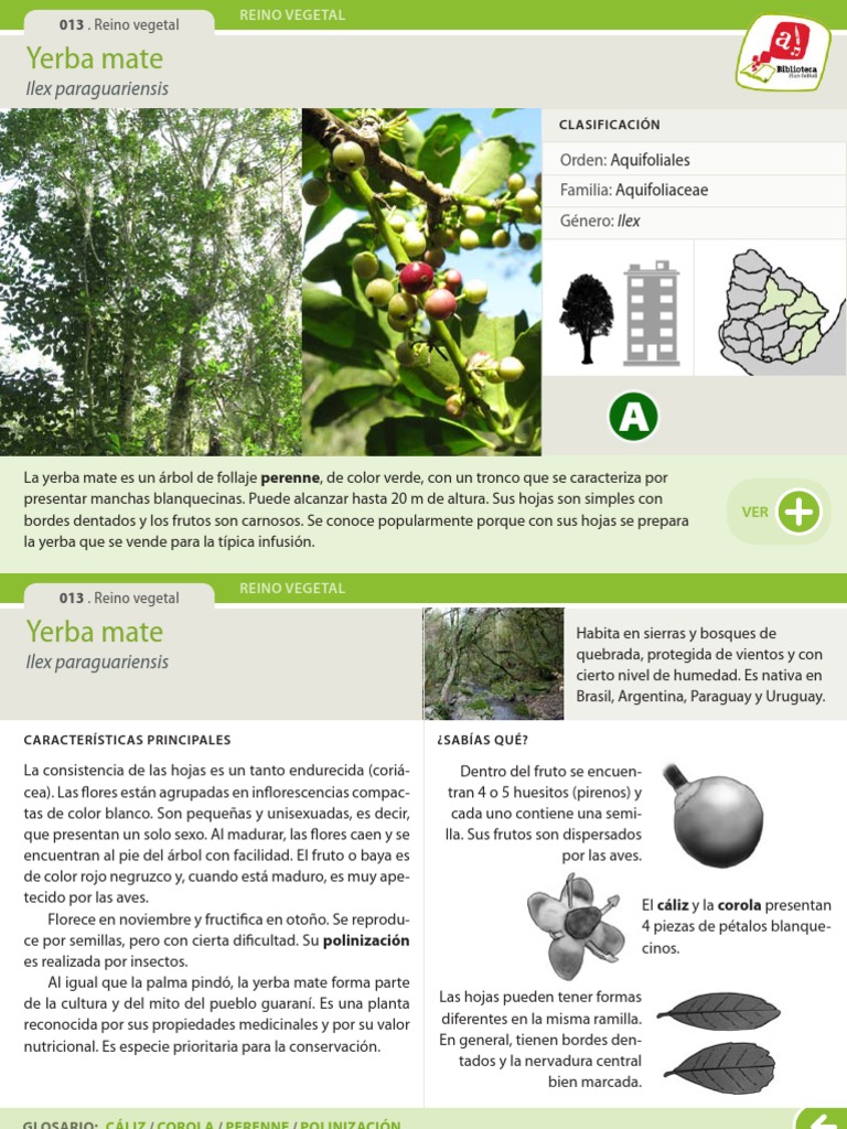 013 Yerba Mate | PDF | Fruta | Hoja