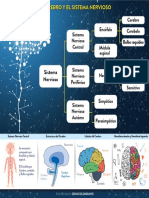 Sistema nervioso central imagen.pdf
