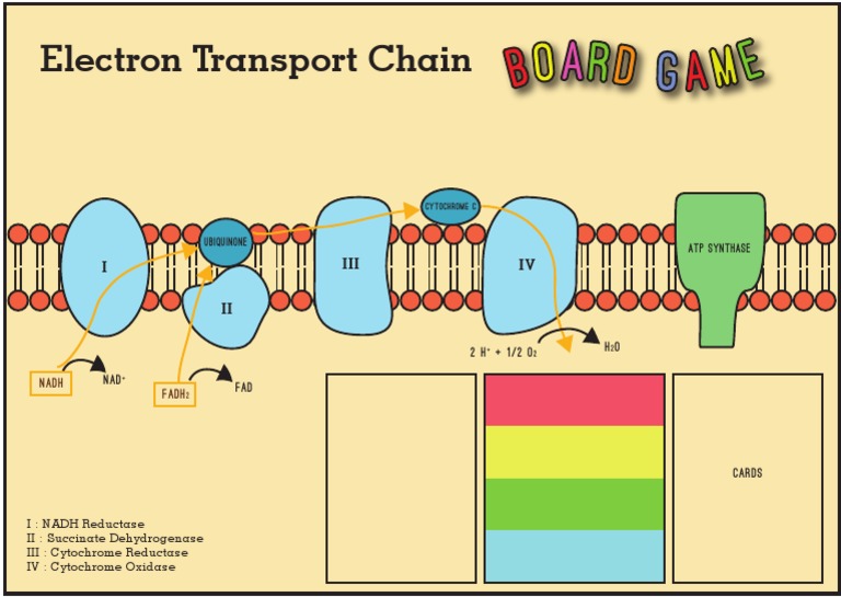 Electron Transport Chain Overview | PDF