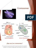 Cromosomas