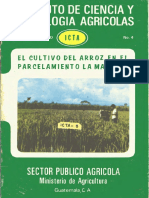 Arroz PDF