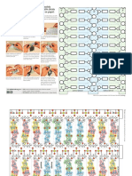 dna-model_espanol.pdf