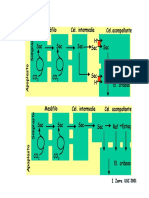 Carga y Descarga Del Floema PDF