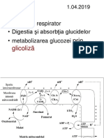 Digestie Glicoliza Krebs 2018