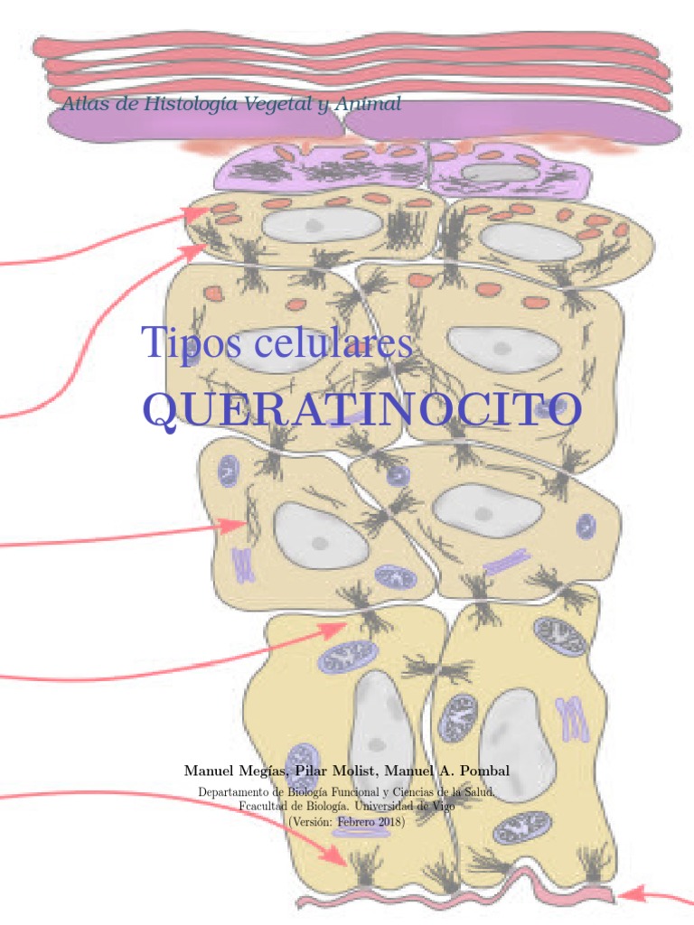 estructura-y-funci-n-de-los-queratinocitos-pdf-epidermis-biolog-a