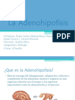 La Adenohipofisis