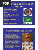 Trafico Ilegal de Pericos en México