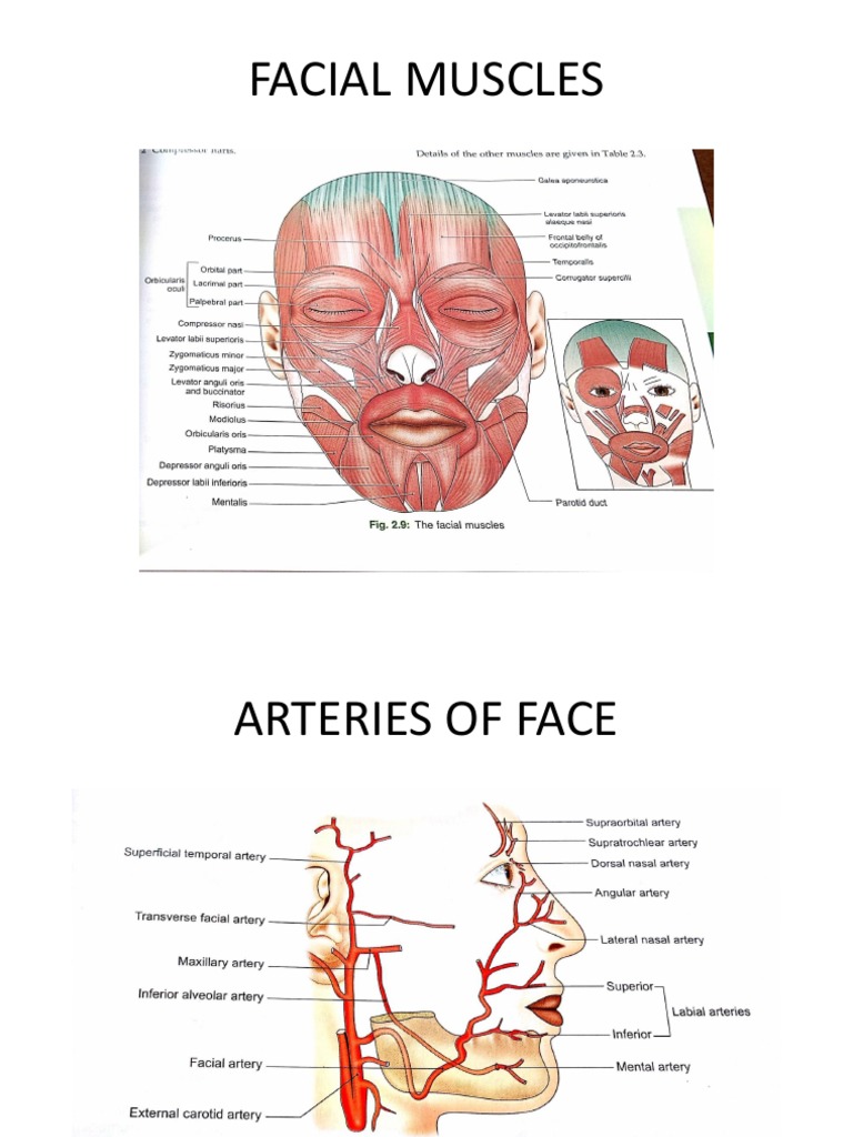 Facial Anatomy Overview | PDF