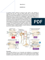 PRACTICA FARMACOlogía