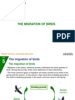 Ecosystems: The Migration of Birds