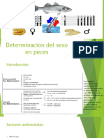 Determinación Del Sexo en Peces