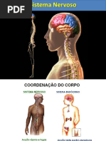 Aula Sistema Nervoso