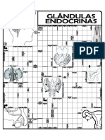 Crucigrama - Glándulas Endocrinas