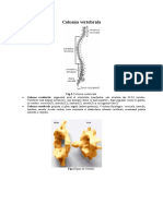 Coloana Vertebrala
