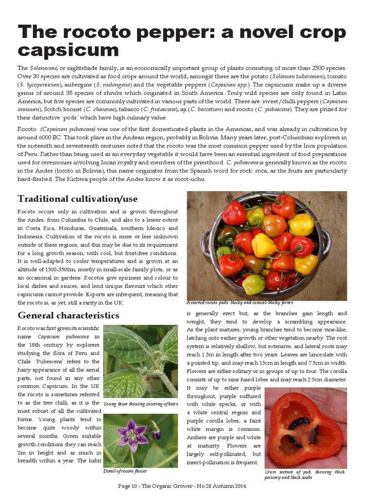 Capsicum Pubescens-The Rocoto Pepper | PDF | Capsicum | Chili Pepper