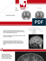 Comisura Blanca Anterior y Posterior