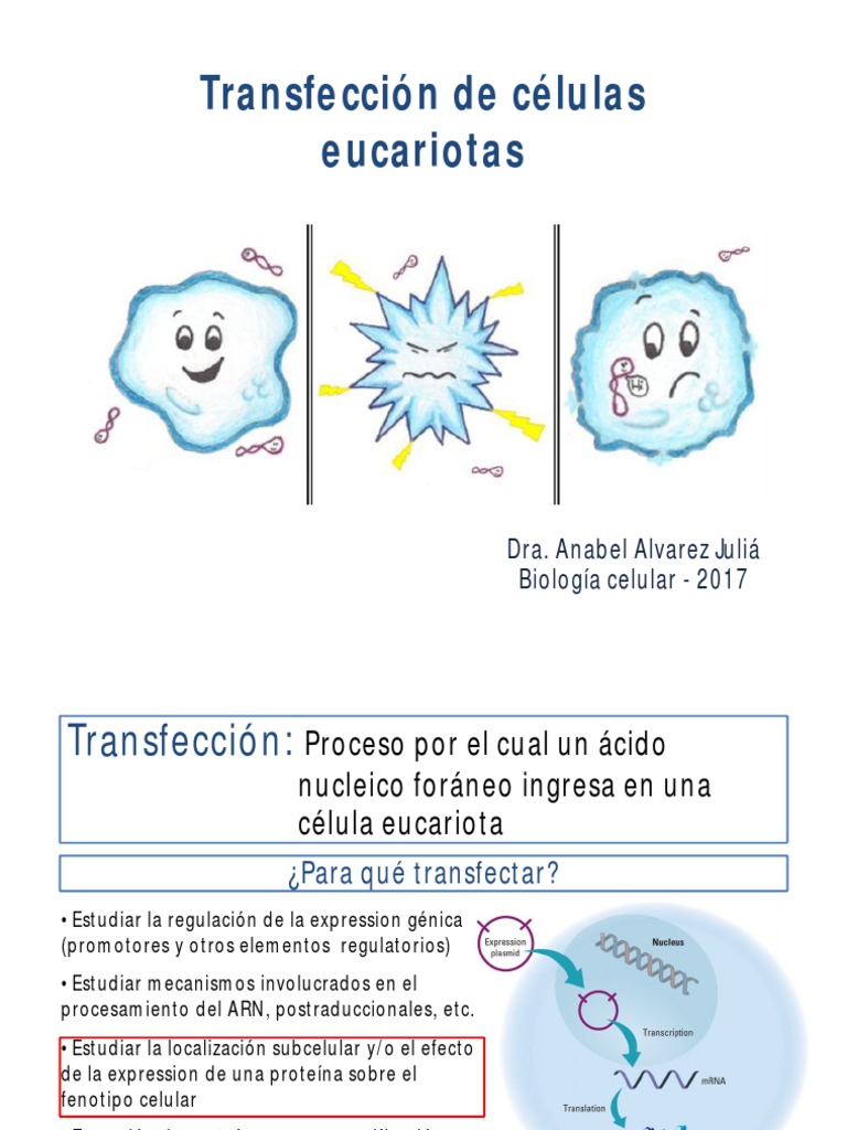 Transfección | PDF | Transfección | Terapia de genes