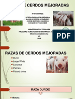 Razas de Cerdos Mejoradas - Modificado