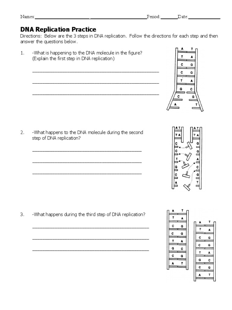 DNA Replication Worksheet  PDF  Dna Replication  Dna Pertaining To Dna Replication Worksheet Answers