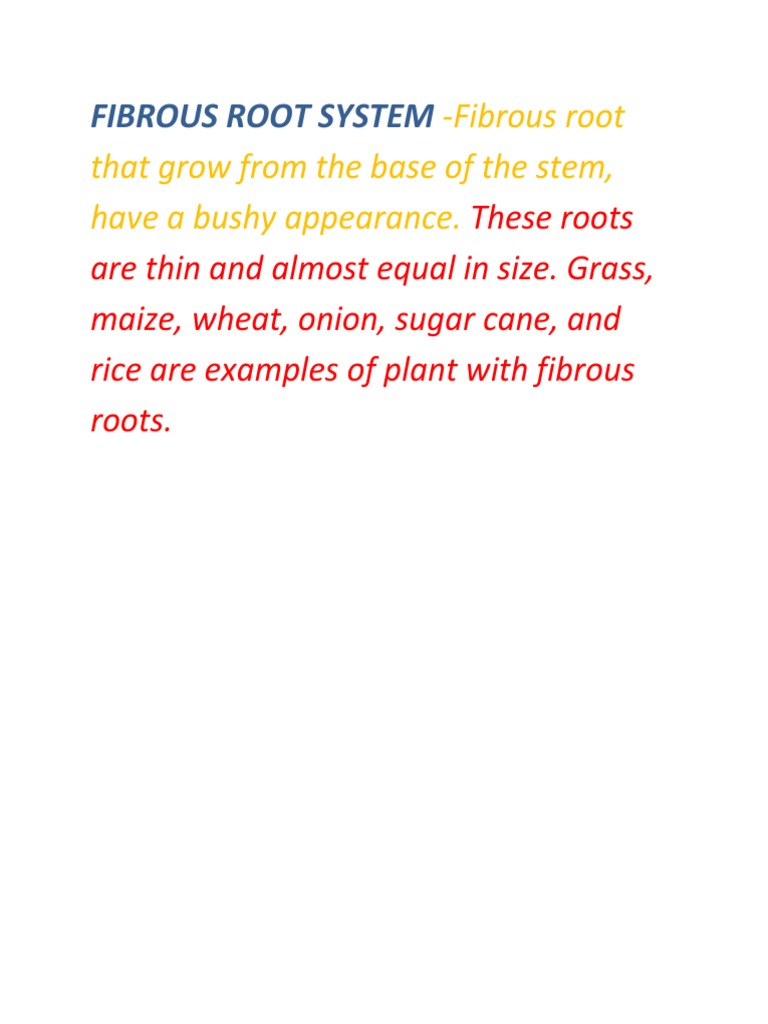 Examples of Fibrous Root Plants | PDF