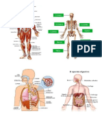 88sistemas Del Cuerpo Humano