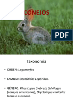 conejo.ppt