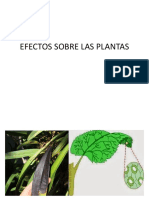 Efectos Sobre Las Plantas