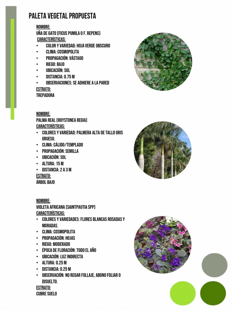 Paleta Vegetal para Baja California Sur | PDF | Hoja | Horticultura y ...