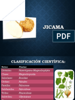 Jicama 