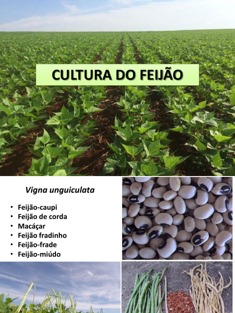 Classificação e Cultivo do Feijão | PDF | Raiz | Phaseolus vulgaris