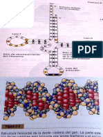 Materia Figura Acidos Nucleicos