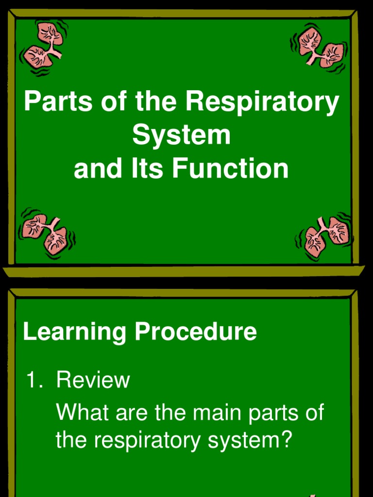Respiratory System Parts and Functions | PDF | Respiratory Tract ...