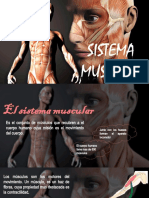 Sistema Muscular.