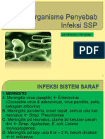 Bakteri SSP