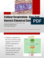 7. Cellular Respiration