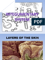 Group3 Integumentary System