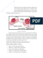 Desarrollo Neoplasia