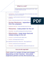 What is a cell and how are cells organized