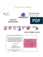 Morfología Celulas Sanguineas