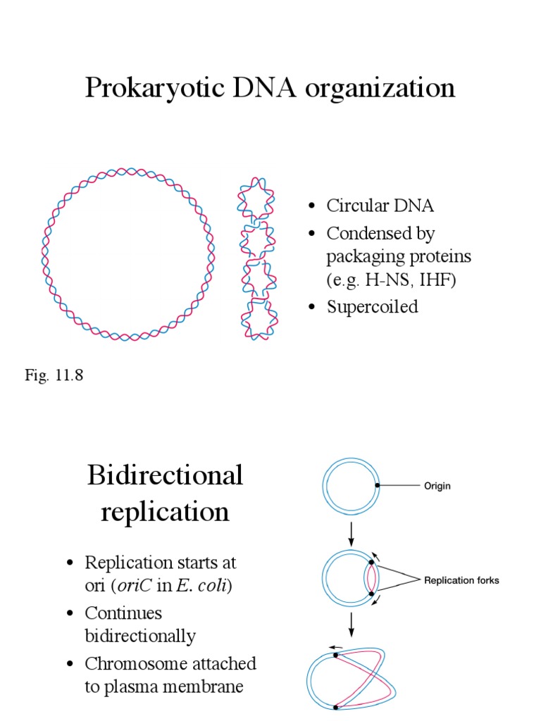 8-DNA Structure Replication | PDF | Translation (Biology) | Ribosomal Rna