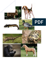 animales vertebrados