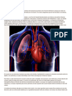 Aparato y Sistema Circulatorio