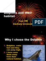 Zachary Dolphins and Their Habitats