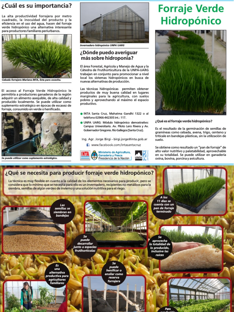 Produccin De Forraje Verde Hidroponico