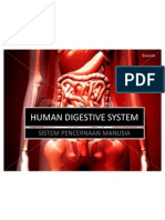 Human Digestive System