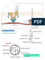 Histologie Du Sang