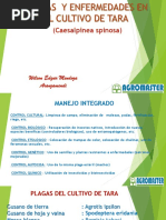 Manejo Fitosanitario en Tara