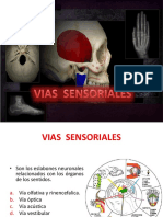 Vias Sensoriales