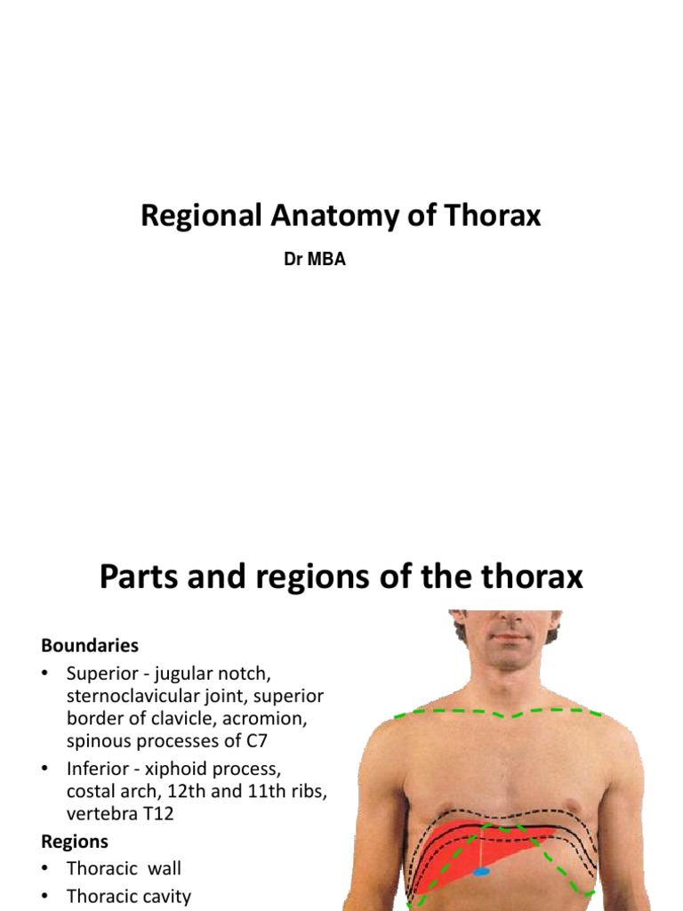 Anatomy and Regions of the Thorax | PDF | Aorta | Thorax